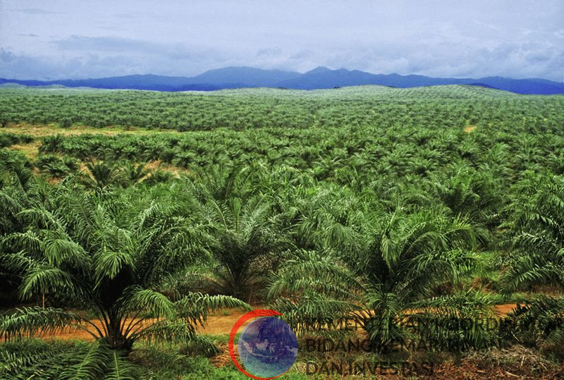 Dari 3.404.522,67 ha Lahan Kawasan Hutan Diserahkan Satgas PKH ke Agrinas, 1.507.591,9 ha yang baru diterima, Sisanya?