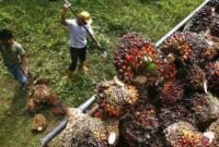 Foto petani atau pekerja saat memanen tandan buah segar (TBS) kelapa sawit - menunjukkan salah satu tahap penting dalam produksi minyak sawit.
