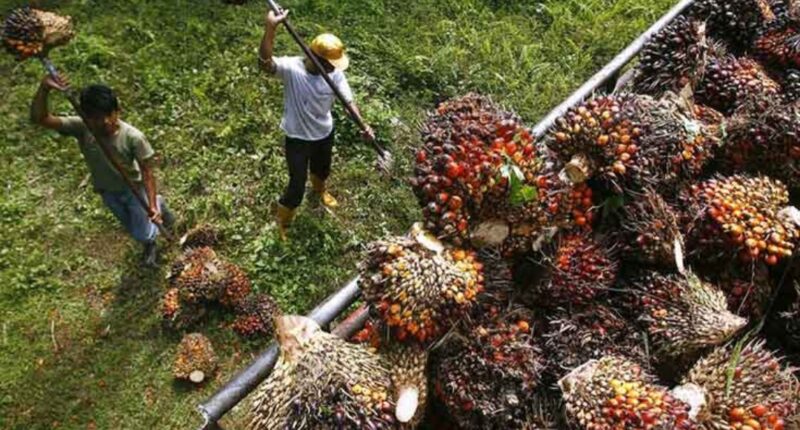 Foto petani atau pekerja saat memanen tandan buah segar (TBS) kelapa sawit - menunjukkan salah satu tahap penting dalam produksi minyak sawit.