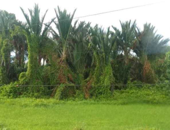 Olahan Sagu Butir di Natuna Belum Kantongi Sertifikat Halal?