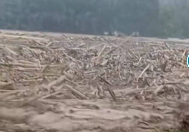 TRAMP: Kerusakan Hutan Bukan Angka Statistik Saja, Ancaman Langsung Ekosistem Lebih Menakutkan 